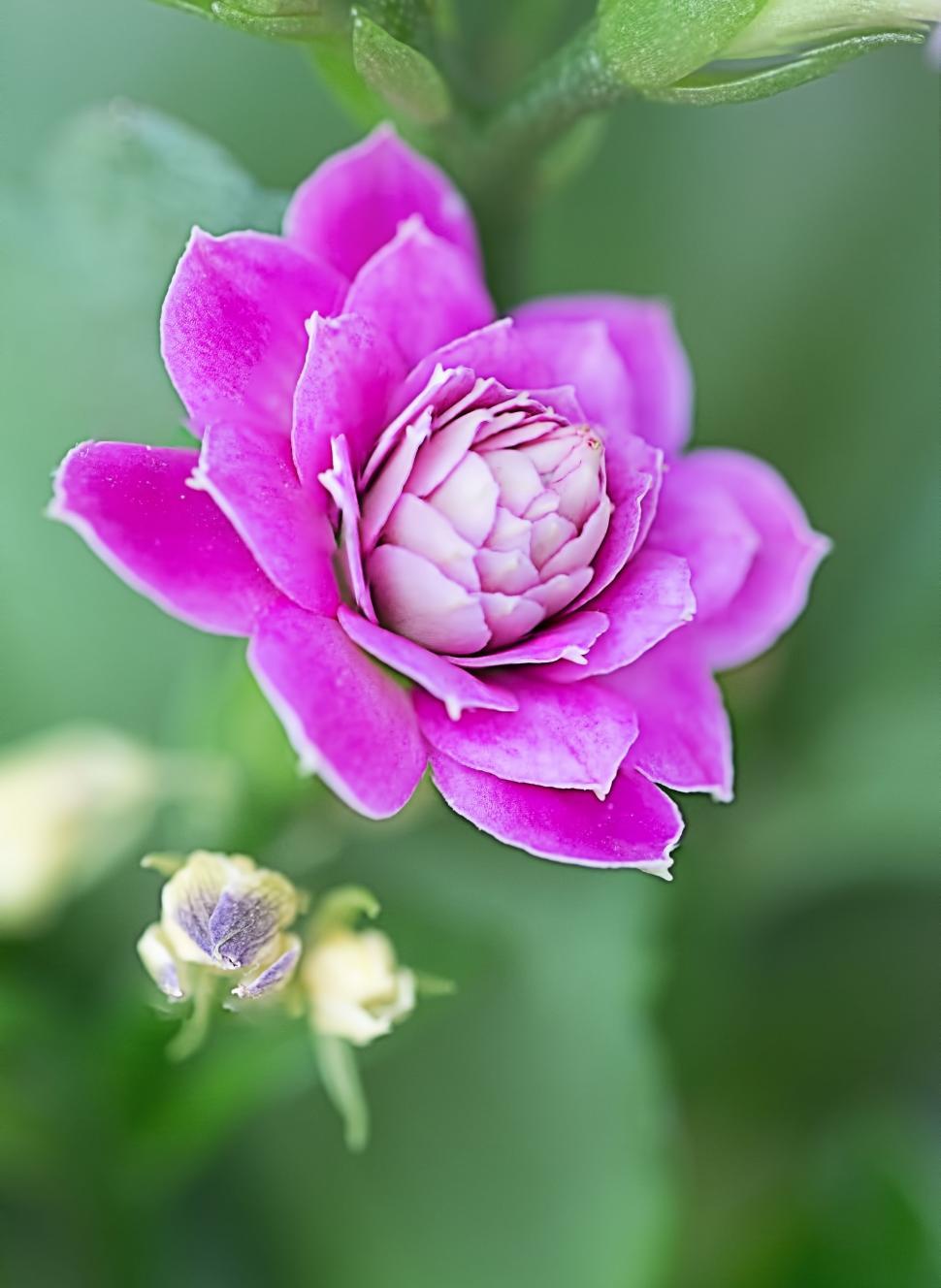 Free Image of Pink Flower 