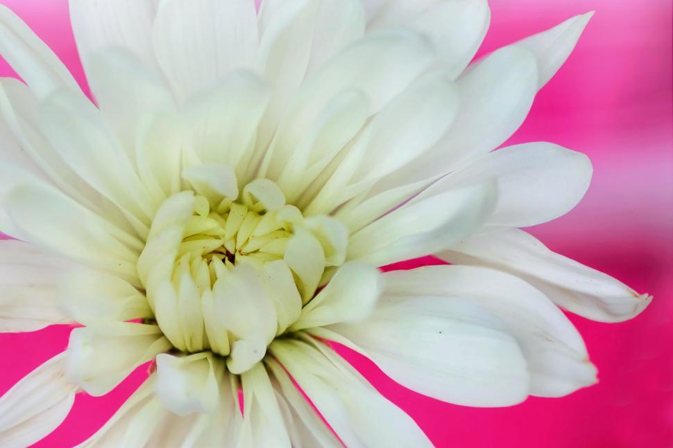 Free Image of White Flower 