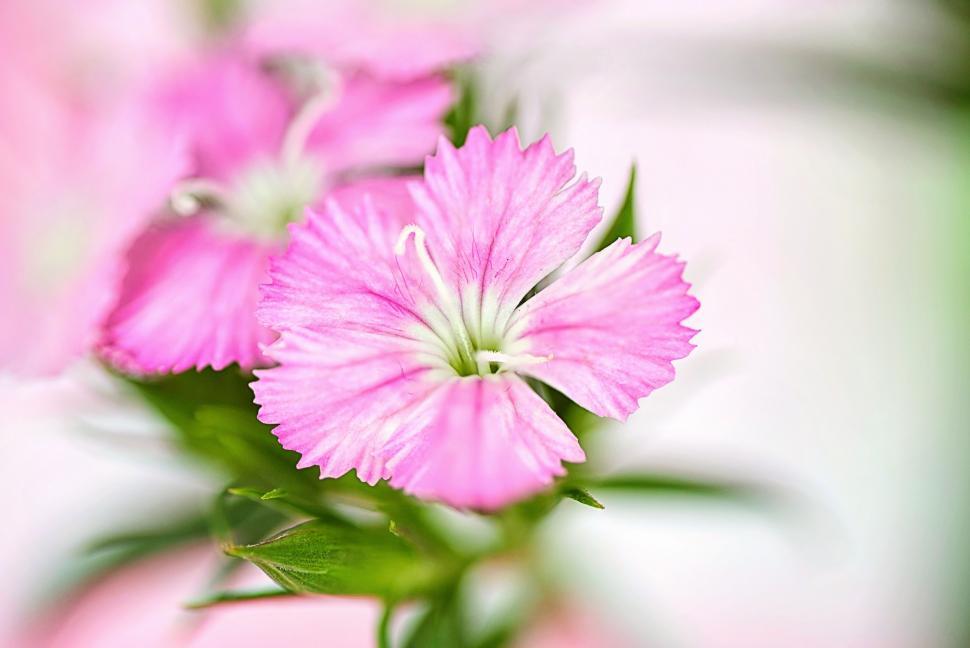 Free Image of Blooming Pink Flower 