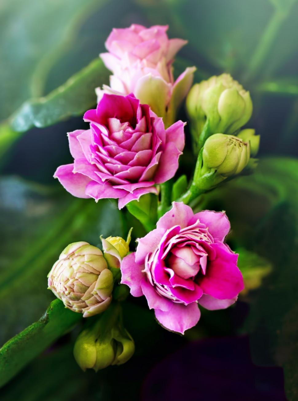 Free Image of Pink Flowers  