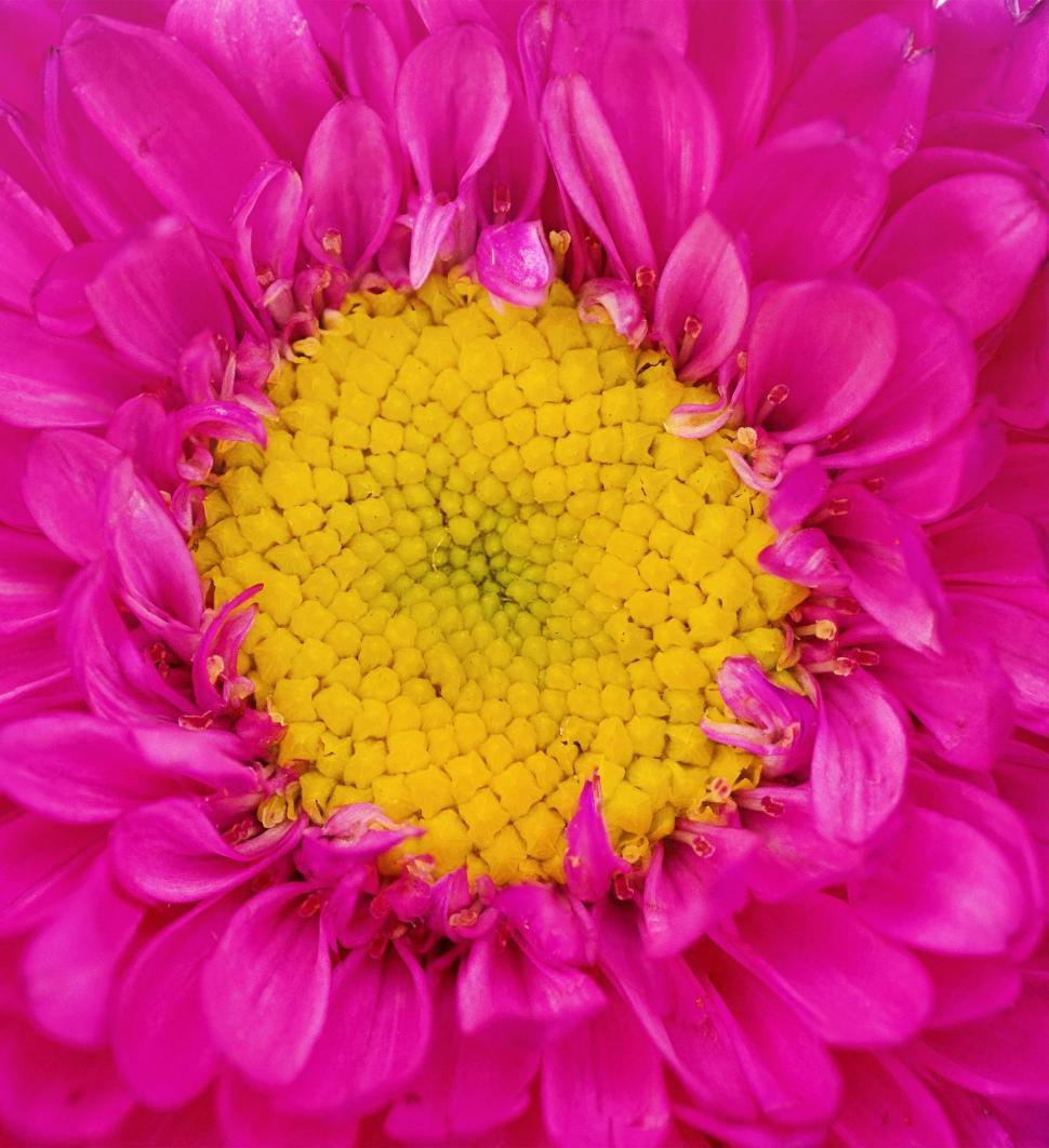 Free Image of Pink Daisy Flower 