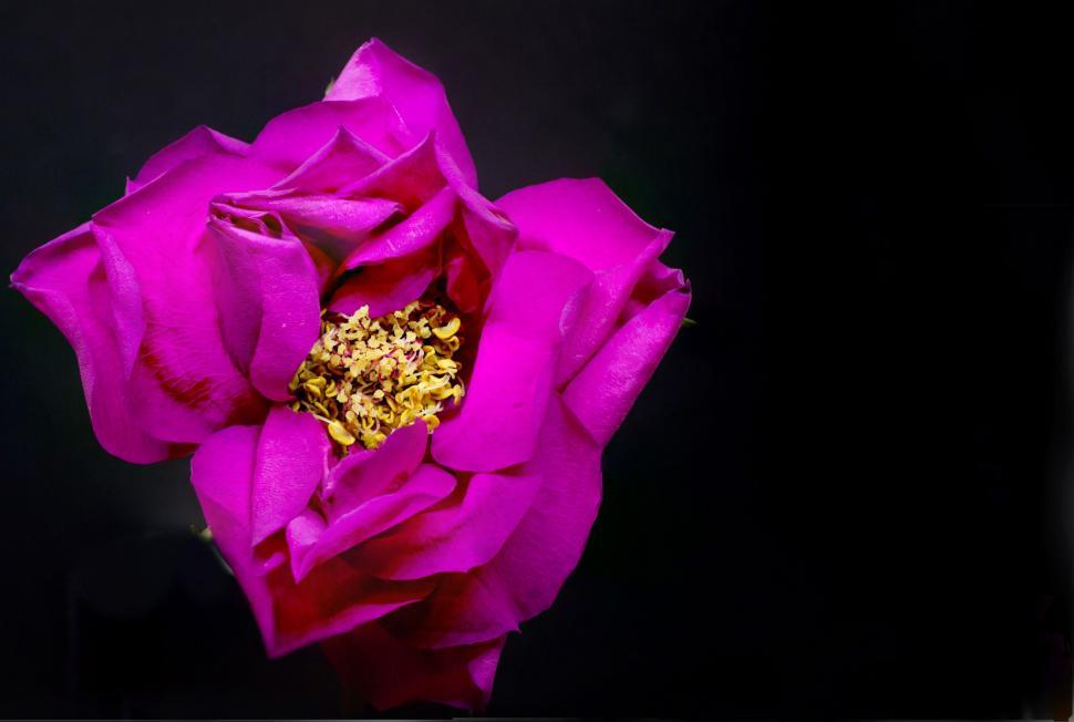 Free Image of Pink Rose Flower - Space for text 