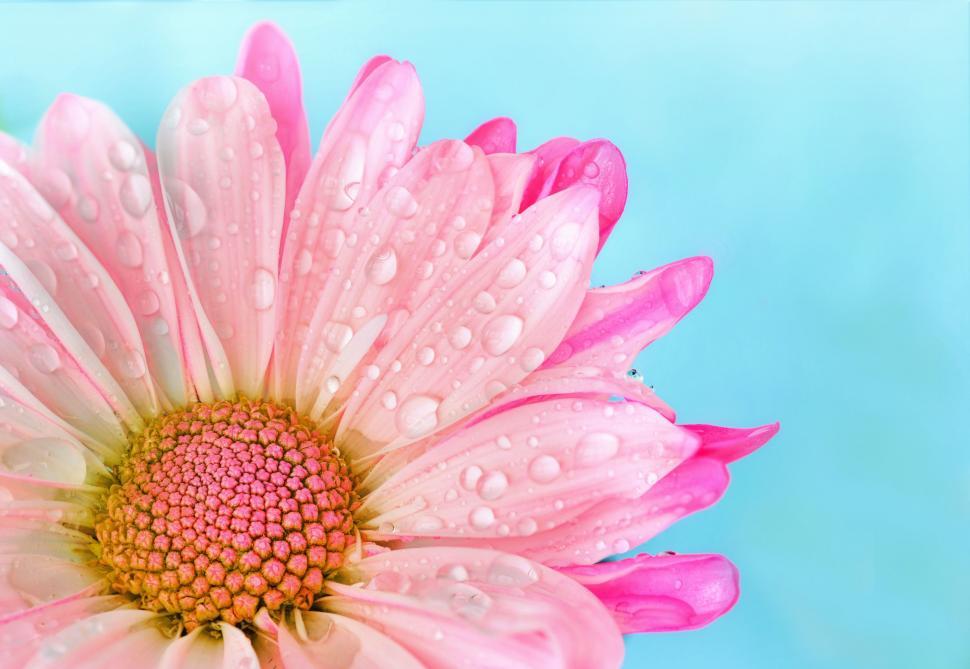 Free Image of Pink Flower with waterdrops  