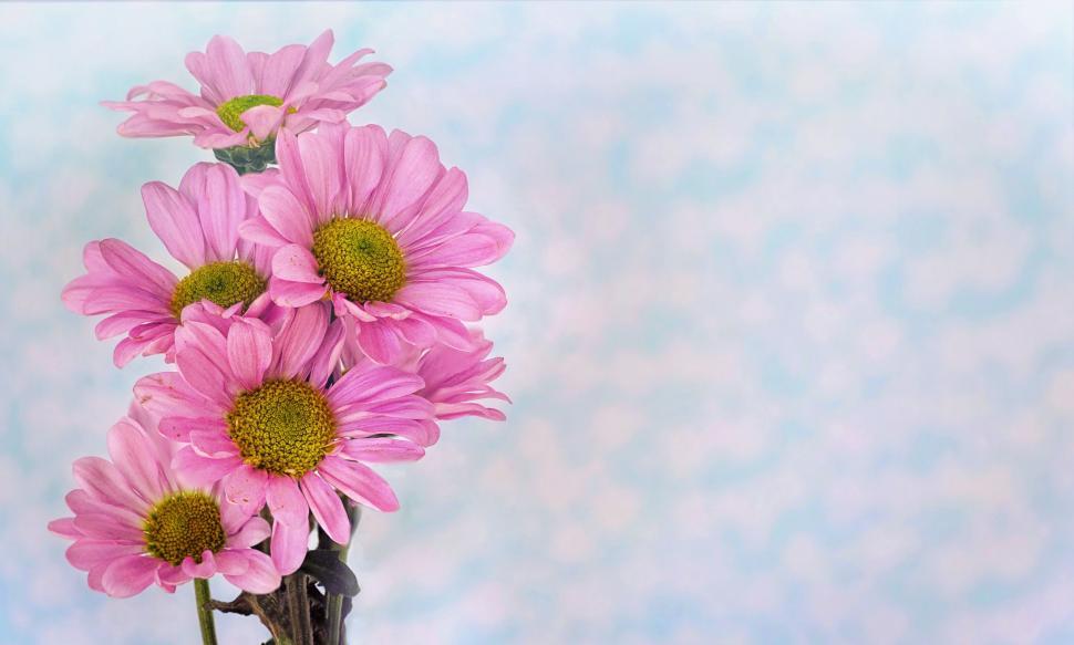 Free Image of Pink Daisies - Space for text 
