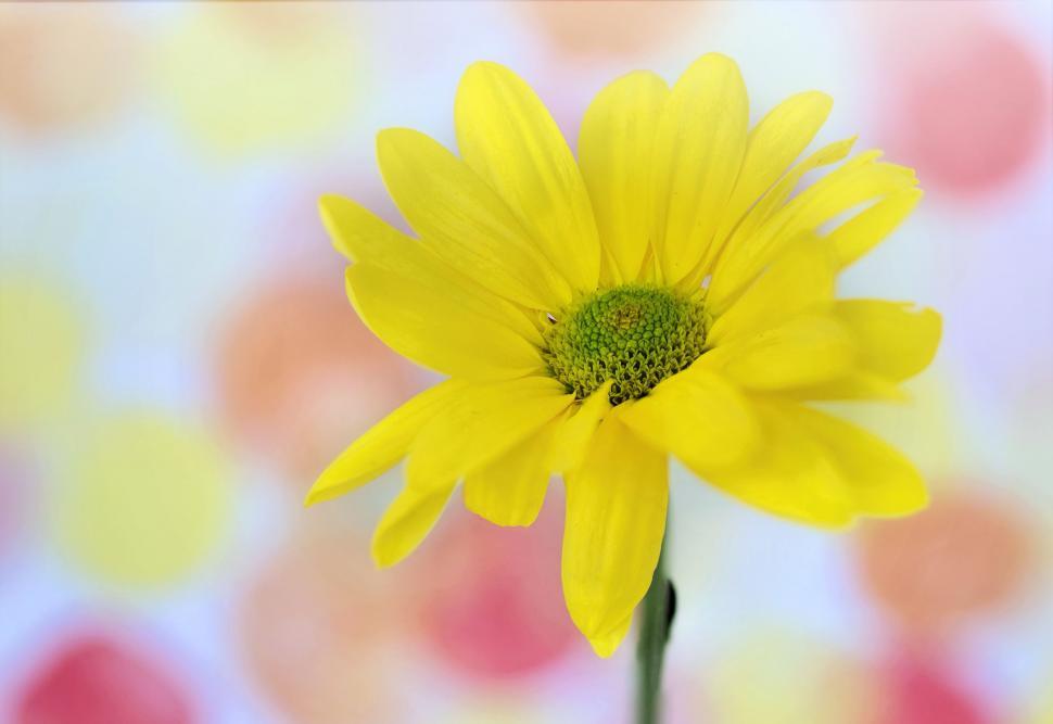 Free Image of Yellow Flower - Space for text 