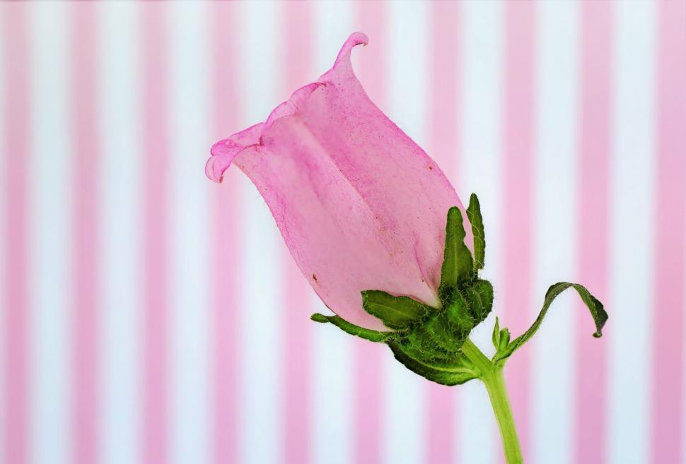 Free Image of Pink Rose Flower - Copy space  