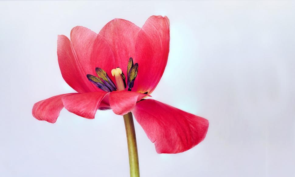 Free Image of Pink Tulip on white background 