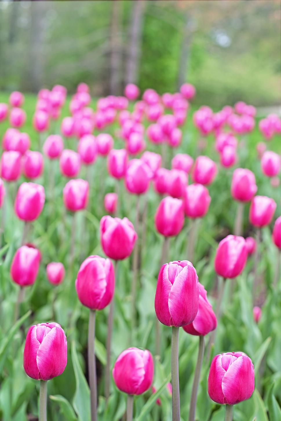Free Image of Pink Tulip Garden 