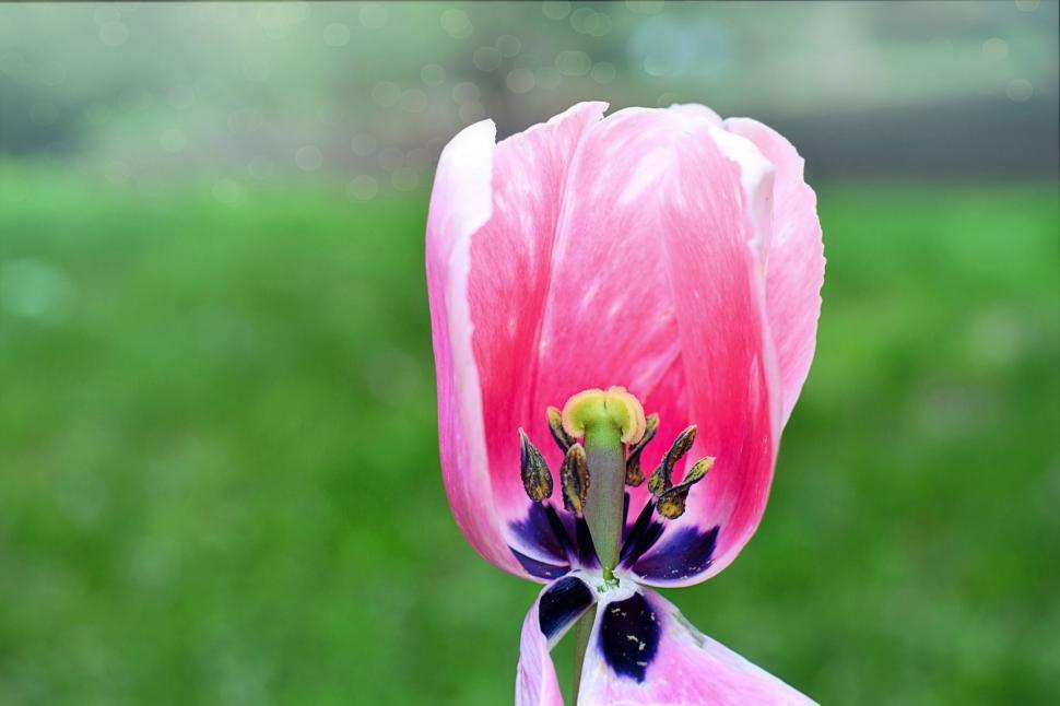 Free Image of Pink Tulip - Detailing 