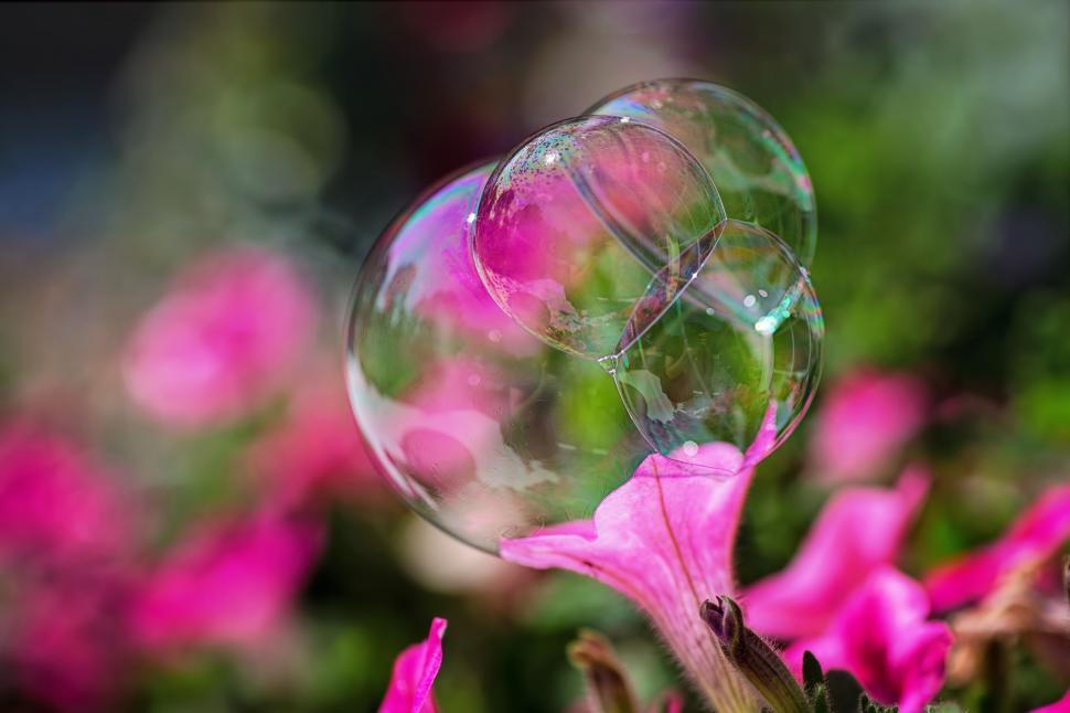 Free Image of Flower and Bubbles 