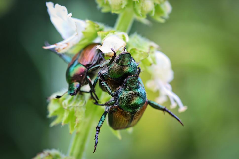 Free Image of June bugs 