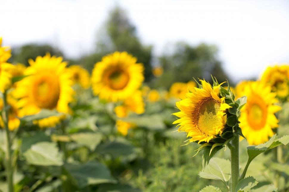 Free Image of Field of Sunflowers 