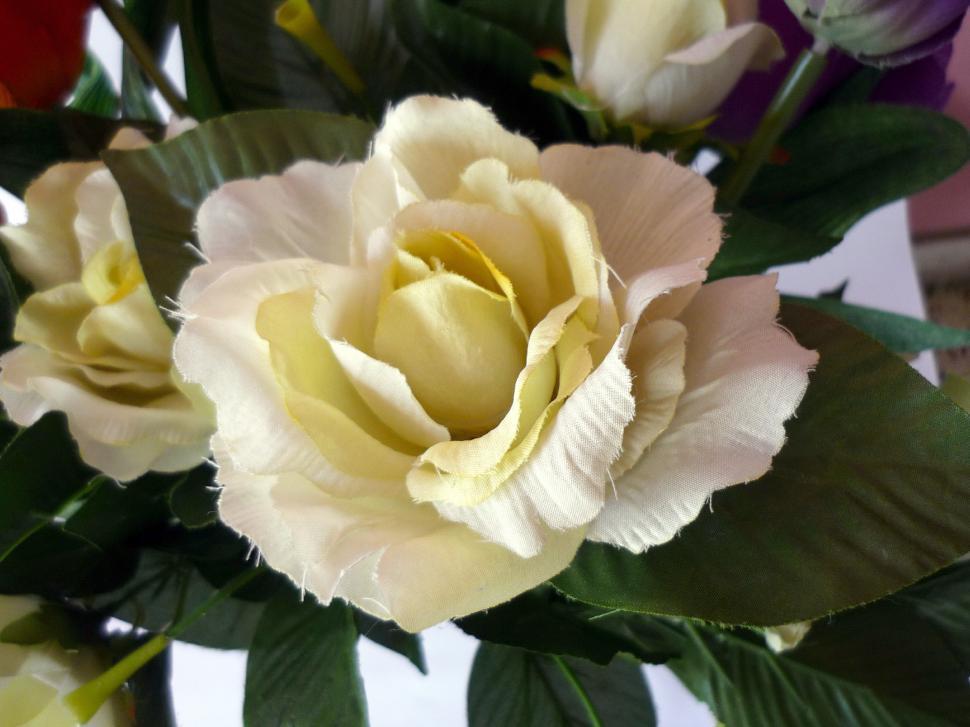 Free Image of White Rose 