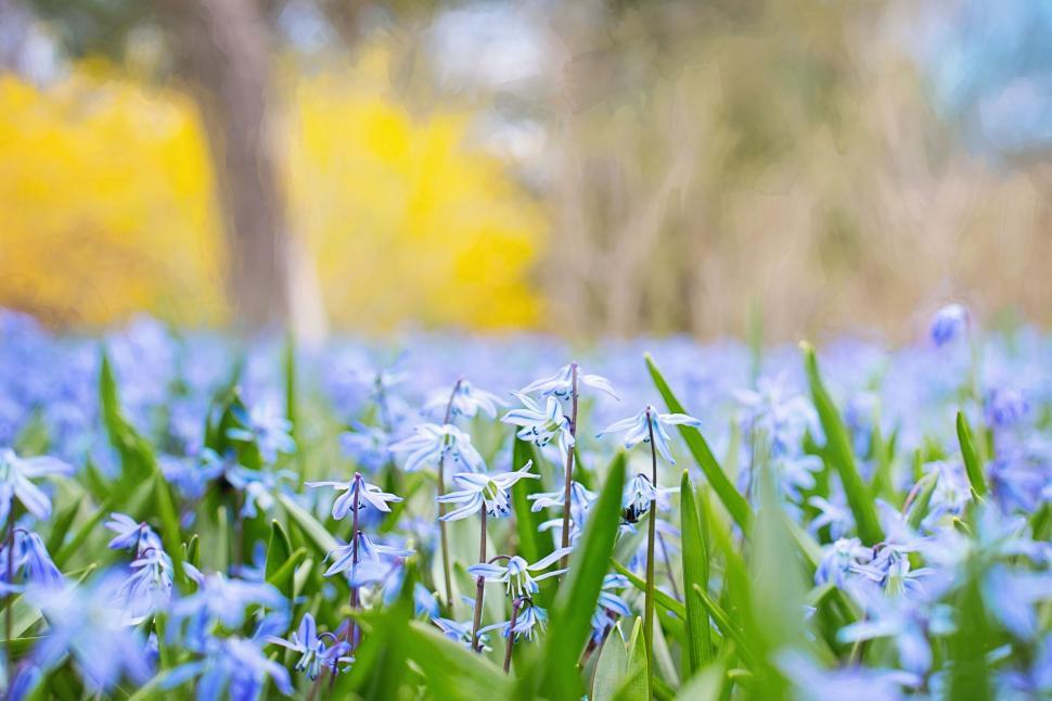 Free Image of Blurry View of Spring Flowers  