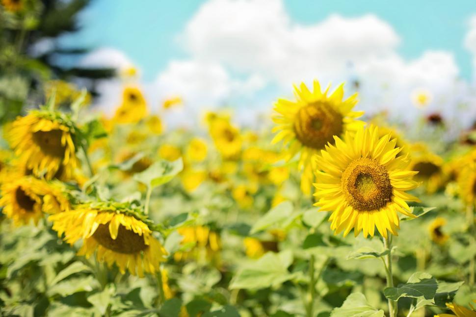 Free Image of Blooming Sunflowers 