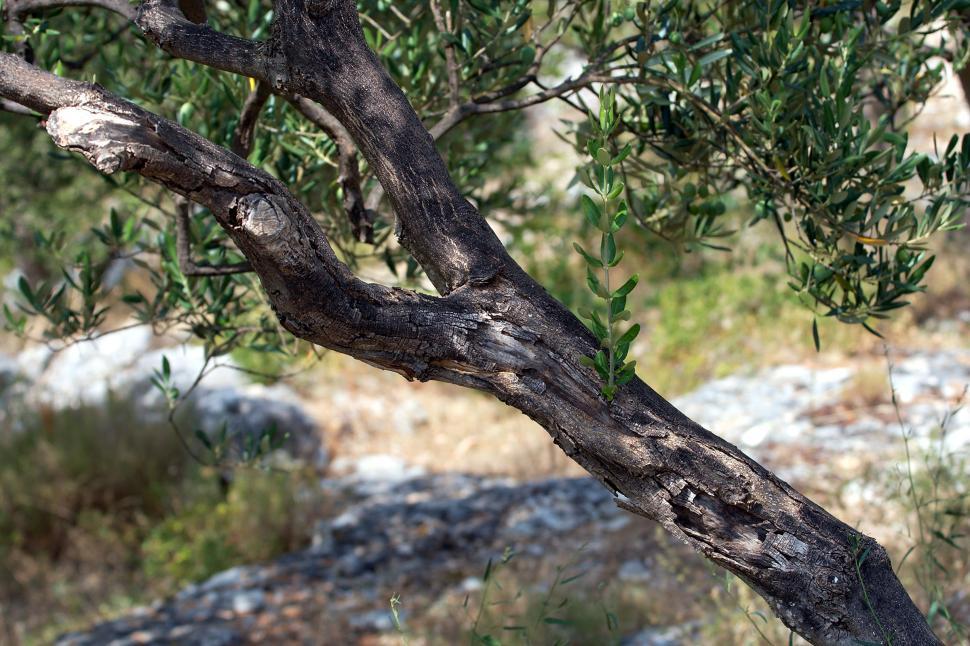Free Image of Olive tree 