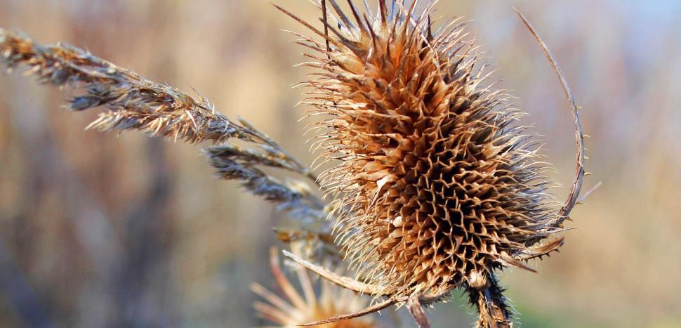 Free Image of Thistle (plant) 