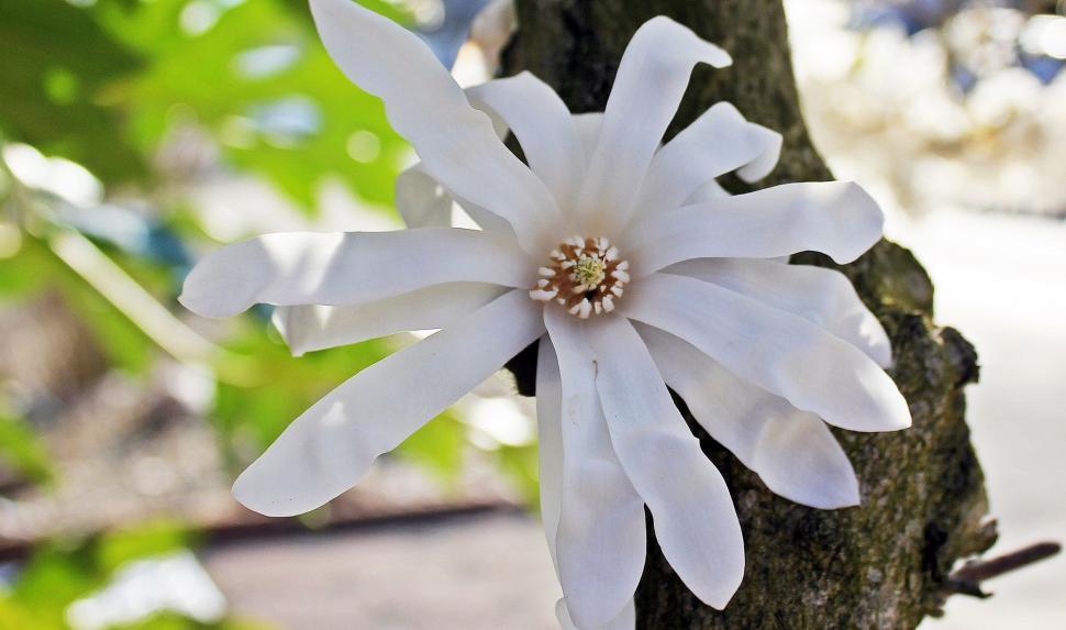 Free Image of Star magnolia flower (White)  