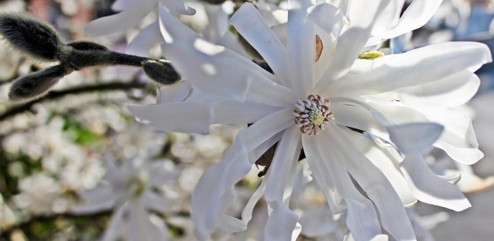 Free Image of Star magnolia flowers (white) 