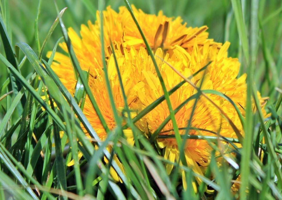 Free Image of Yellow Dandelion Flower 