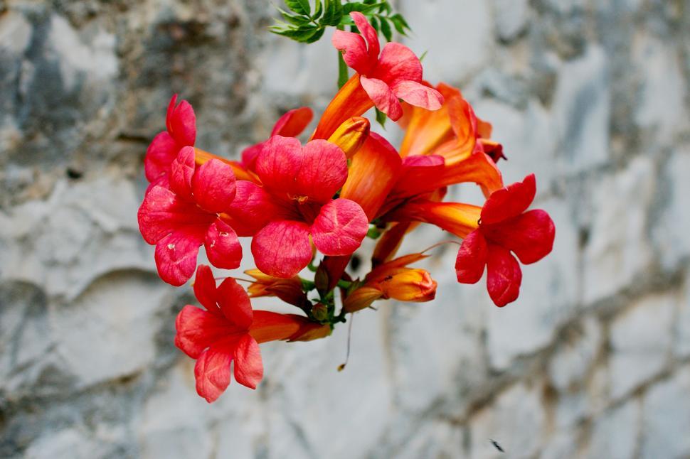 Free Image of Flowers 