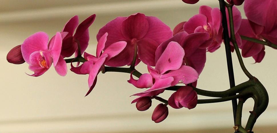 Free Image of Orchid flowers 