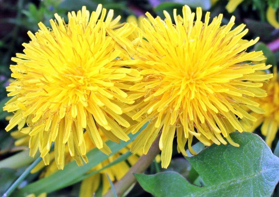 Free Image of Yellow Flowers  