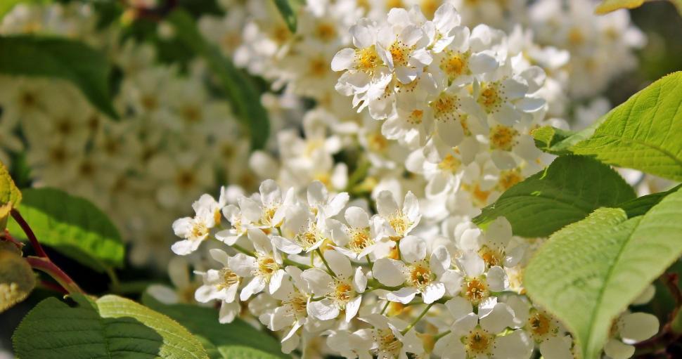 Free Image of White Flowers 