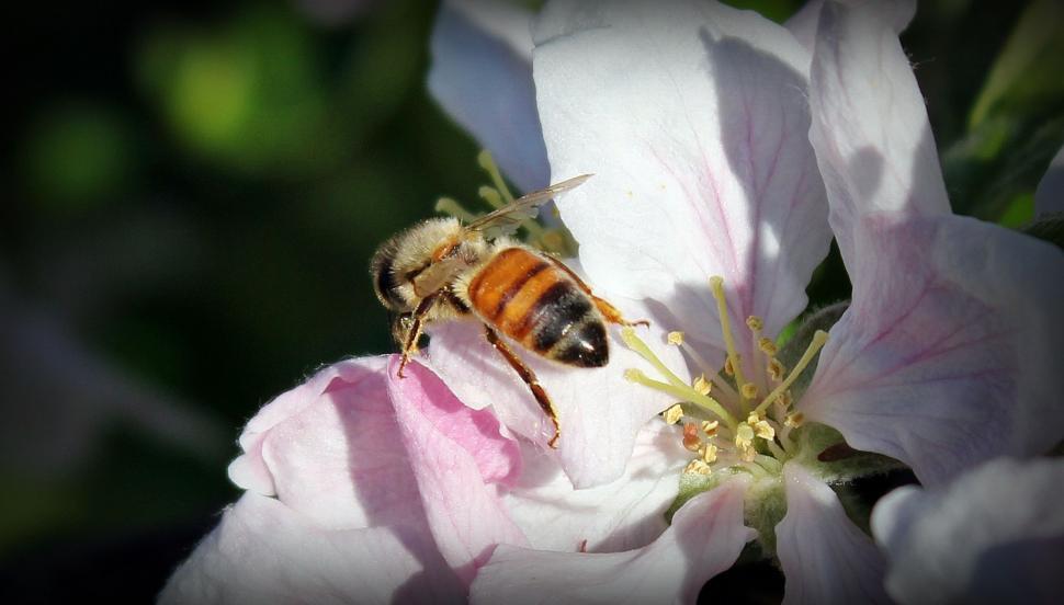 Free Image of Bee and Apple tree blossom 
