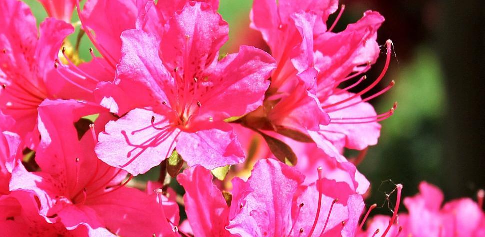 Free Image of Pink Azalea Flowers 