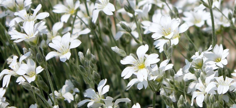 Free Image of White Rabelera Flowers 