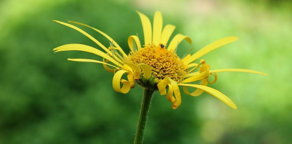 Free Image of Yellow Flower 