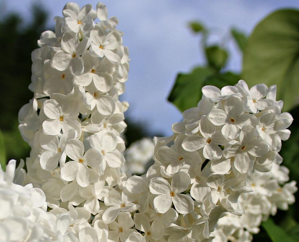 Free Image of White Lilac flowers 