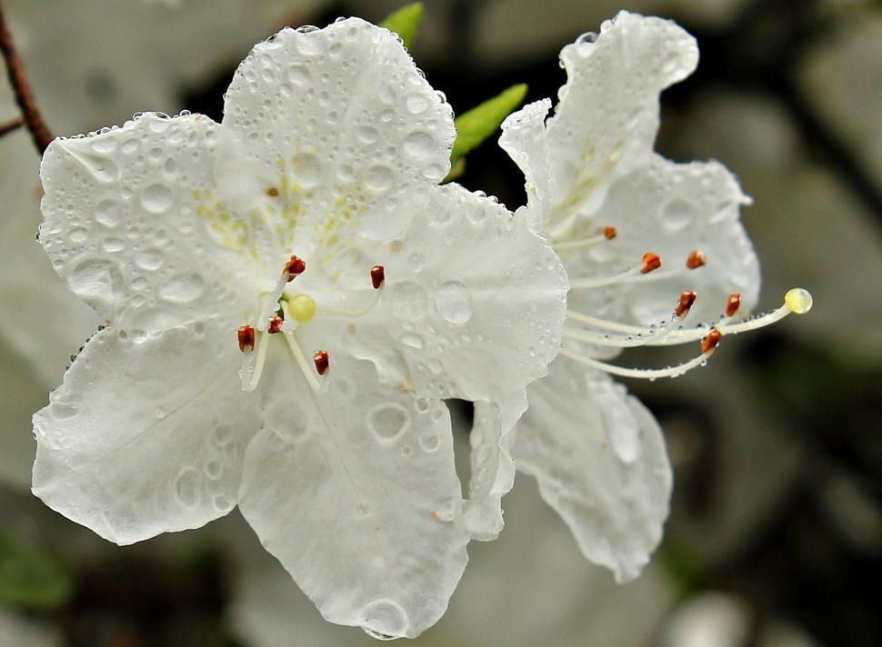 Free Image of White flowers with dew drops 