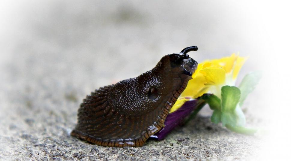 Free Image of Snail and flower 