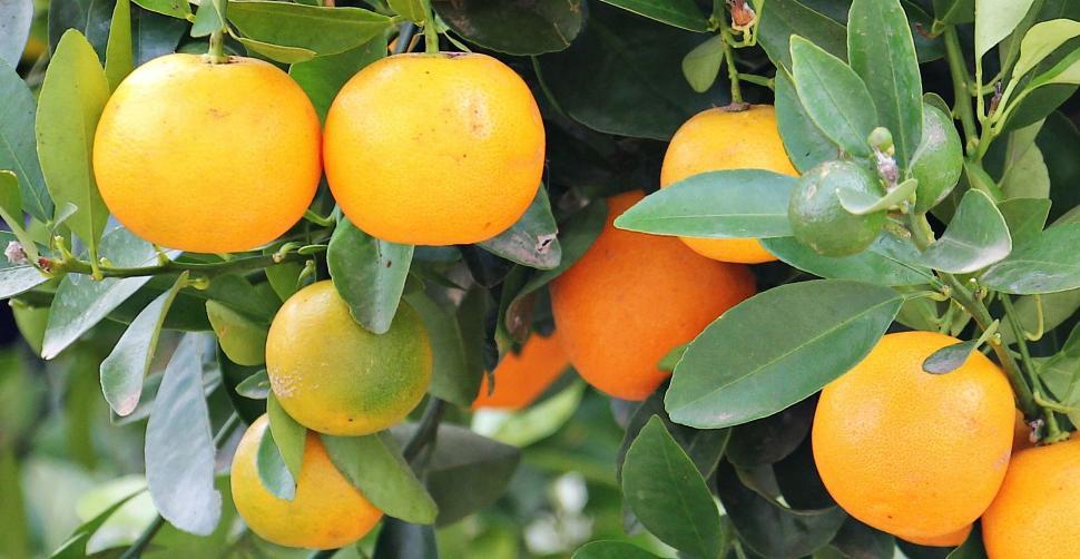 Free Image of Orange tree with fruits  