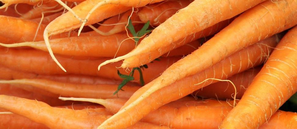 Free Image of Orange Carrots  