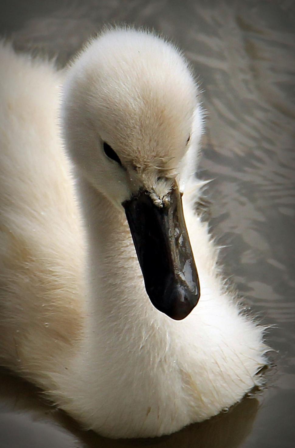 Free Image of Baby swan 