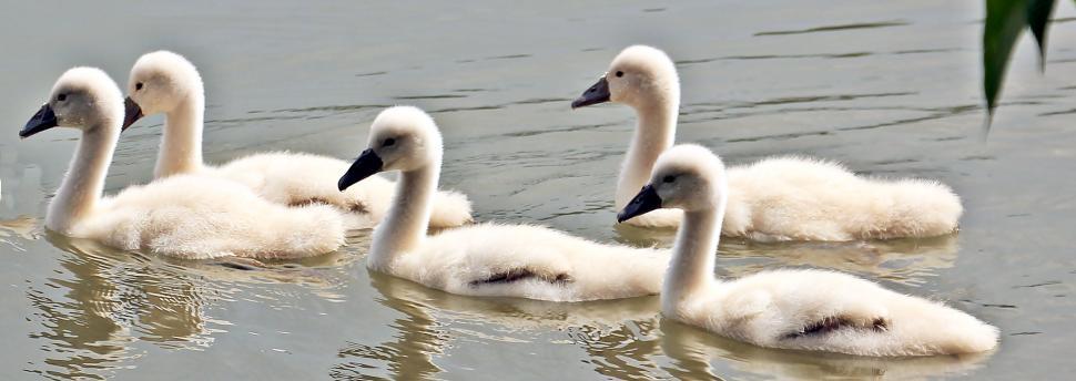 Free Image of Swan babies 