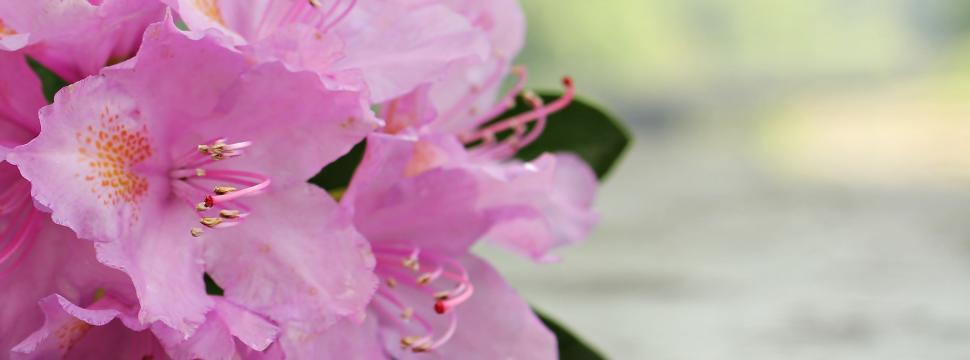 Free Image of Pink Rhododendron flowers 