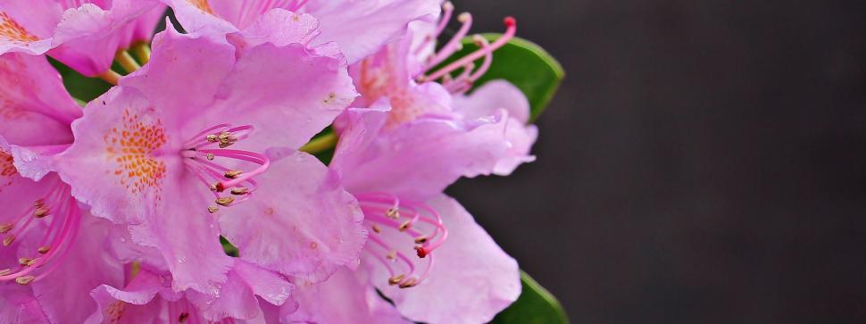 Free Image of Pink Flowers - Bloom  