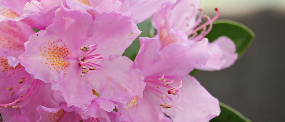 Free Image of Rhododendron flowers 