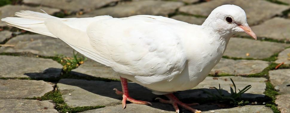 Free Image of White Dove 