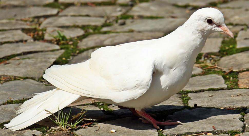 Free Image of White Dove (Bird)  
