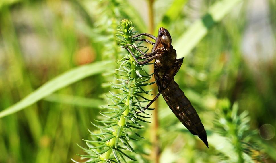 Free Image of Dragonfly and Plant 