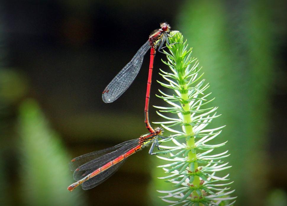 Free Image of Red dragonflies 
