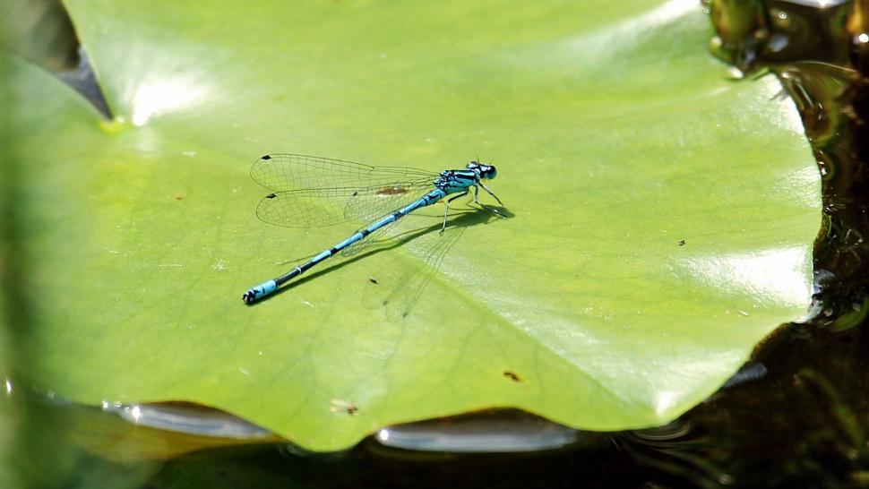 Free Image of Blue dragonfly 