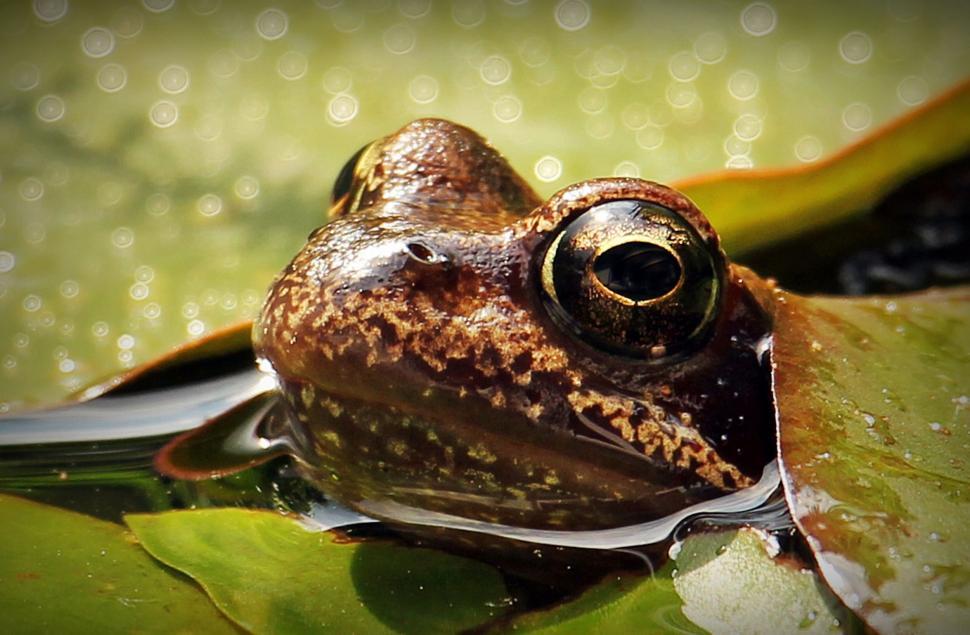 Free Image of Frog in water 