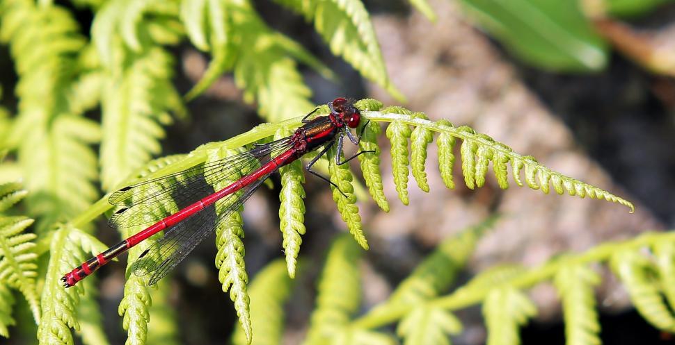 Free Image of Red dragonfly 