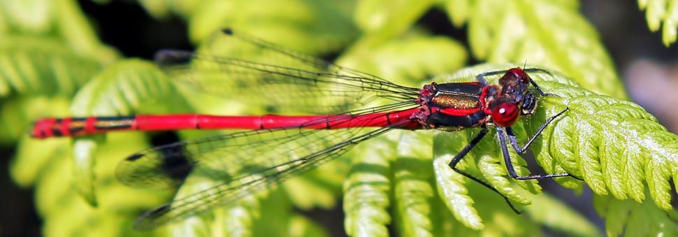 Free Image of Red dragonfly and plant 